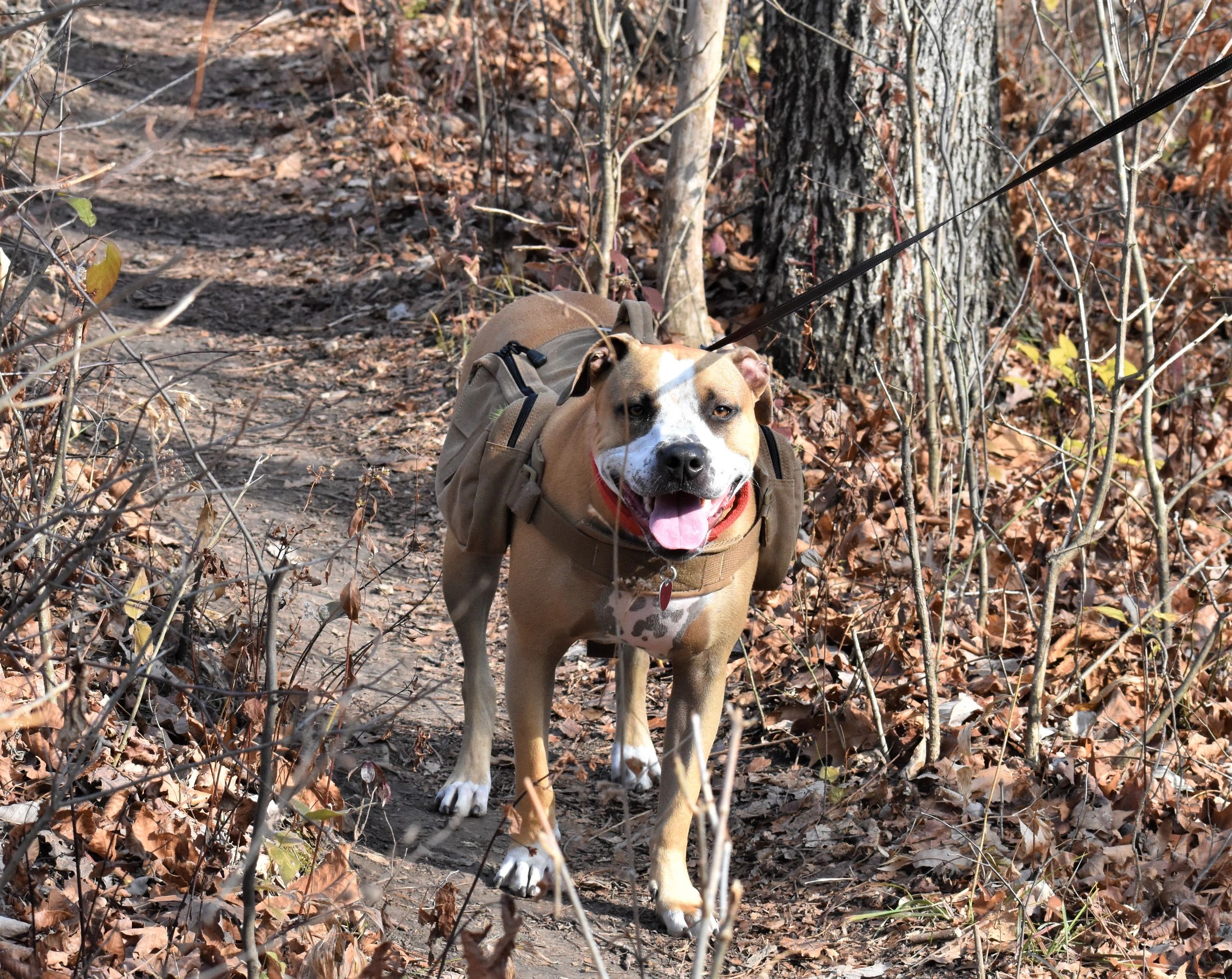 Wags and Wiggles QC Dog Walking Davenport, Iowa